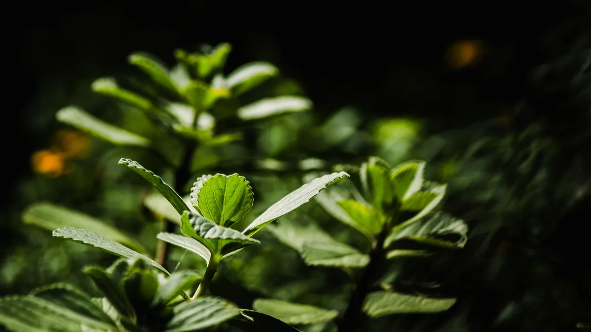 FemiCore Ingredients Explained for Bladder Health